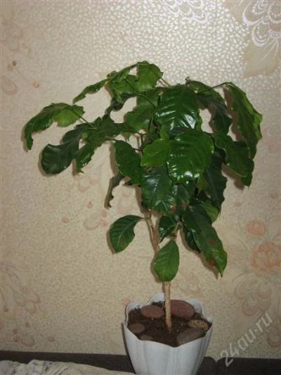 Лот: 2650771. Фото: 1. Кофе Арабика. Горшечные растения и комнатные цветы
