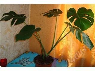 Лот: 102553. Фото: 1. монстера 3. Горшечные растения и комнатные цветы