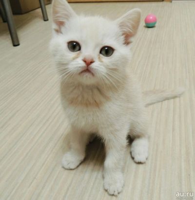 Лот: 13468175. Фото: 1. Шотландский котенок скоттиш-страйд... Кошки, котята