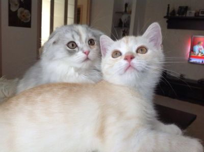 Лот: 4276349. Фото: 1. Шотландская вислоухая кошечка... Кошки, котята