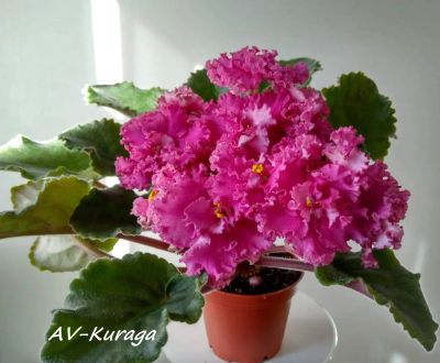 Лот: 20568795. Фото: 1. "АВ-курага", молодая фиалка. Горшечные растения и комнатные цветы