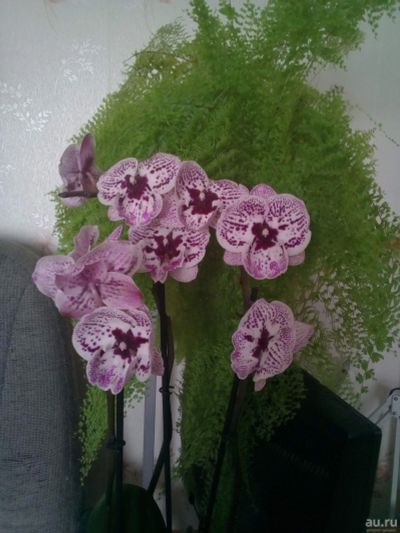 Лот: 16314163. Фото: 1. Орхидея фаленопсис биг лип. Горшечные растения и комнатные цветы