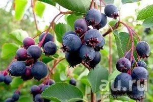 Лот: 13736585. Фото: 1. Ирга кустовая. Ягоды