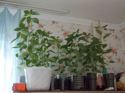 Лот: 7926254. Фото: 1. острый комнатный стручковый перец. Горшечные растения и комнатные цветы