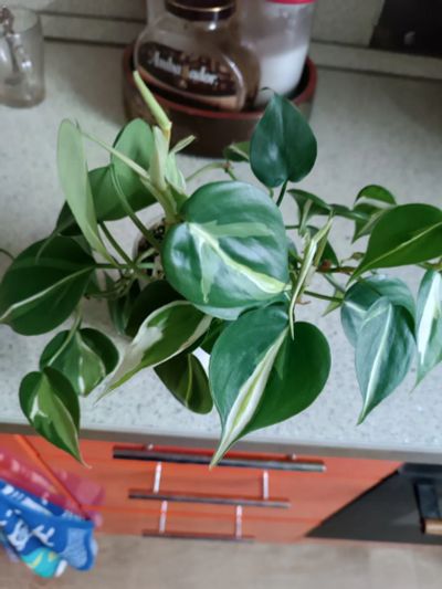 Лот: 25886698. Фото: 1. Филодендрон медиопикта триколор. Горшечные растения и комнатные цветы