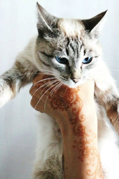 Лот: 4882411. Фото: 1. Кошечка Туссильда ищет дом. Кошки, котята