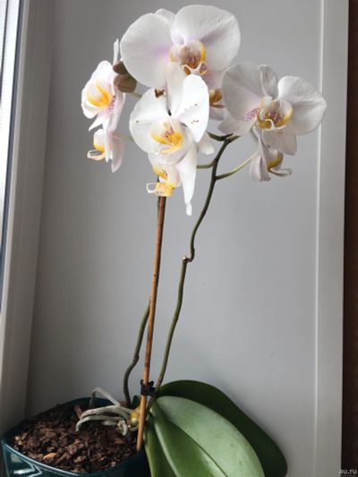 Лот: 12652200. Фото: 1. Орхидея белая фаленопсис. Горшечные растения и комнатные цветы