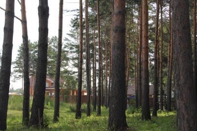 Лот: 4397736. Фото: 1. Земля с соснами ИЖС 11 соток в... Земельные участки