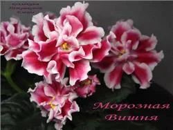 Лот: 2102311. Фото: 1. фиалка морозная вишня. Горшечные растения и комнатные цветы