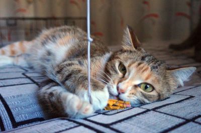 Лот: 9318824. Фото: 1. Чудесная трёхцветная кошечка в... Кошки, котята
