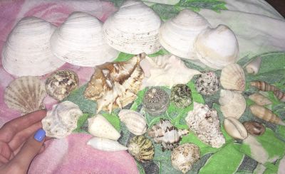 Лот: 15894626. Фото: 1. Ракушки. Грунты, украшения, наполнения