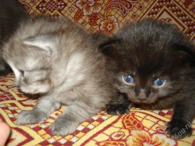 Лот: 945896. Фото: 1. Котята. Остальные животные