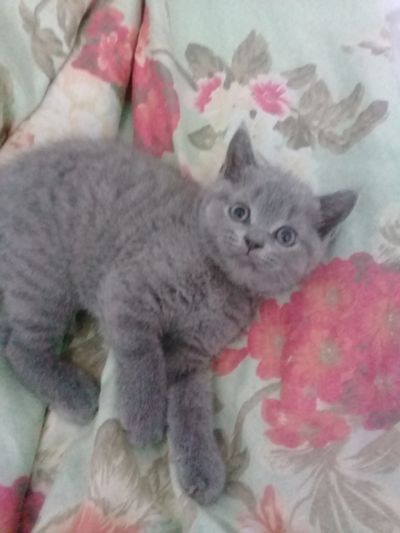 Лот: 11657383. Фото: 1. Продам шотландскую девочку. Кошки, котята