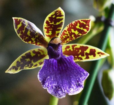 Лот: 11501095. Фото: 1. Орхидея зигопеталум трози блю. Горшечные растения и комнатные цветы