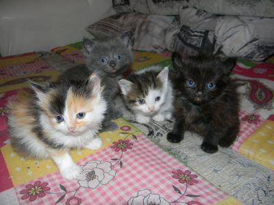 Лот: 3233387. Фото: 1. симпатичные котята. Кошки, котята