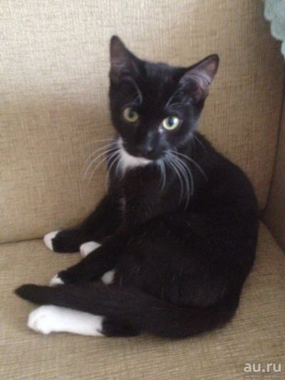 Лот: 10471240. Фото: 1. Отдам котенка мальчик. Кошки, котята