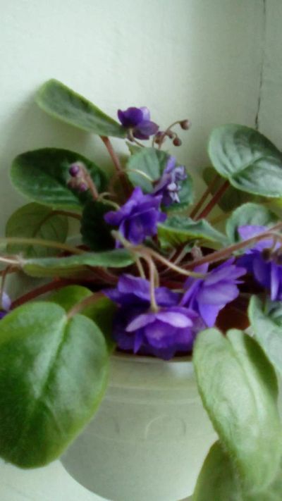 Лот: 7687659. Фото: 1. лист с корнями фиалки фиолетовой... Горшечные растения и комнатные цветы