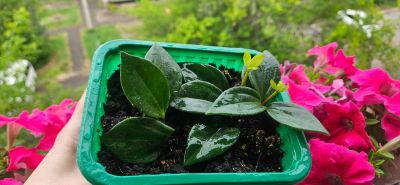 Лот: 25594964. Фото: 1. Пеперомия куадрангулярис / Peperomia... Горшечные растения и комнатные цветы