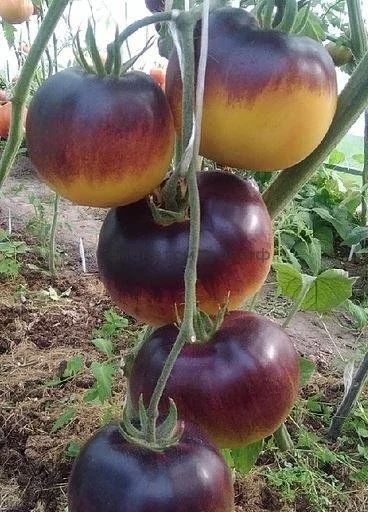 Лот: 15468165. Фото: 1. Пора сеять! Набор томатов экзотических... Овощи