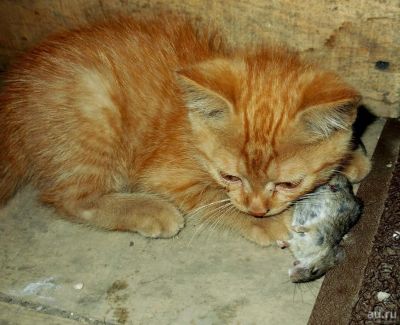 Лот: 9419185. Фото: 1. Котята от стерилизованной крысоловки... Кошки, котята