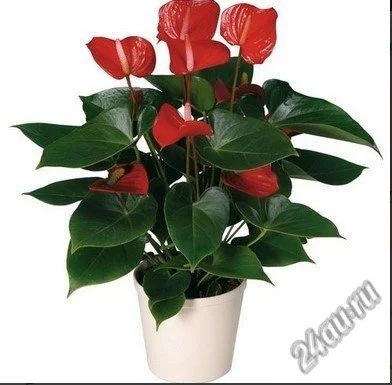 Лот: 5960084. Фото: 1. Антуриум Красный (детки). Горшечные растения и комнатные цветы