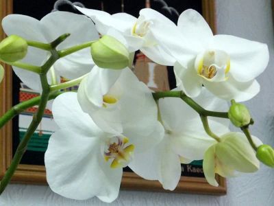 Лот: 16879281. Фото: 1. Орхидея белая. Горшечные растения и комнатные цветы
