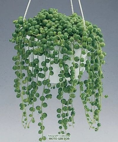 Лот: 7197121. Фото: 1. Крестовник Роули (Senecio Rowleyanus... Горшечные растения и комнатные цветы