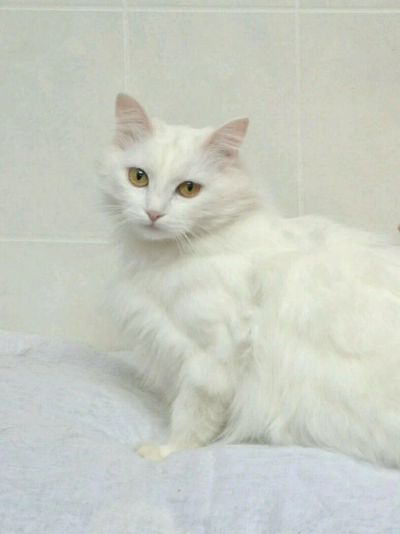 Лот: 12834478. Фото: 1. Кошка Белка ищет дом и заботливого... Кошки, котята