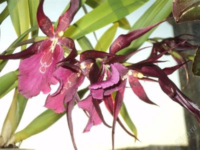 Лот: 1228269. Фото: 1. орхидея мильтассия. Горшечные растения и комнатные цветы
