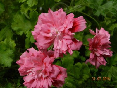Лот: 8331174. Фото: 1. Пеларгония Unicorn Zonartic Rose. Горшечные растения и комнатные цветы