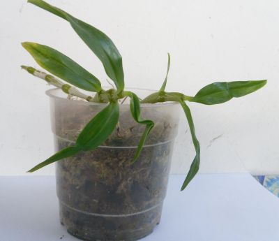 Лот: 20563087. Фото: 1. Орхидеи. Горшечные растения и комнатные цветы