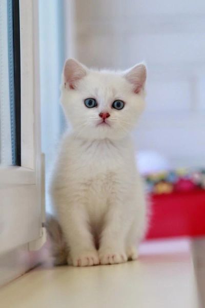 Лот: 8418443. Фото: 1. Продам британского котенка - мальчик... Кошки, котята