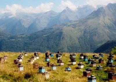 Лот: 11078049. Фото: 1. Мед оптом. Алтай. Мёд, продукты пчеловодства