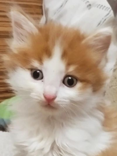 Лот: 18155472. Фото: 1. Котята рыжие. Кошки, котята