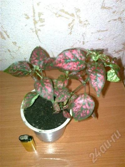 Лот: 396340. Фото: 1. Фиттония — Fittonia. Горшечные растения и комнатные цветы