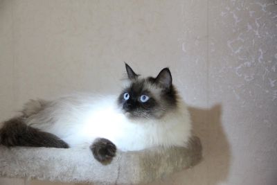 Лот: 16452695. Фото: 1. Лиза. Кошки, котята