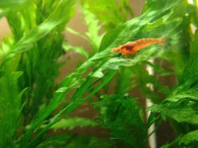 Лот: 14420958. Фото: 1. Креветки Вишни Черри (Neocaridina... Моллюски, ракообразные, кораллы
