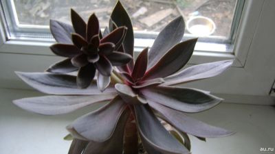 Лот: 11845458. Фото: 1. Graptoveria x Fred Ives Граптоверия... Горшечные растения и комнатные цветы