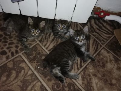 Лот: 15125584. Фото: 1. Котята. Кошки, котята