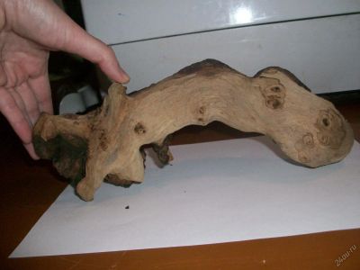 Лот: 6978377. Фото: 1. Коряга мопани. Грунты, украшения, наполнения