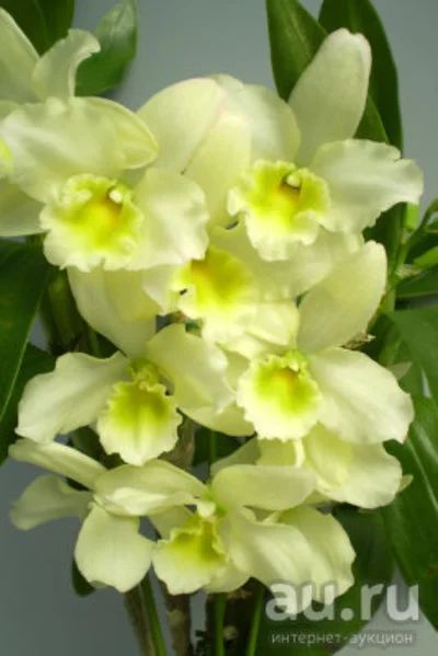 Лот: 8290132. Фото: 1. Орхидея дендробиум (Den.'Pittero... Горшечные растения и комнатные цветы