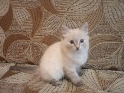 Лот: 2307295. Фото: 1. В связи с отъездом отдам кошечку... Кошки, котята