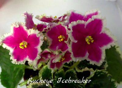 Лот: 5413613. Фото: 1. Фиалка сортовая Buckeye icebreker... Горшечные растения и комнатные цветы