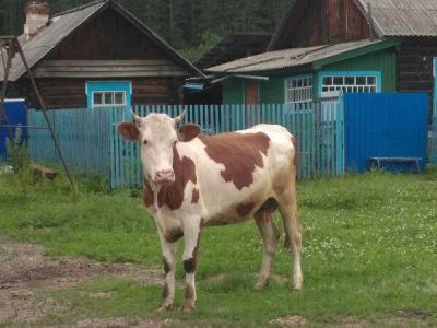 Лот: 9913193. Фото: 1. Корова. Остальные животные