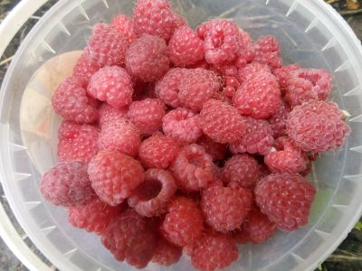Лот: 11857445. Фото: 1. Малина, ягода, сбор 28.07. Ягоды, орехи