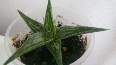 Лот: 6017422. Фото: 1. Алоэ Вера (Aloe vera) мал. Горшечные растения и комнатные цветы