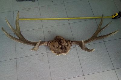 Лот: 11362589. Фото: 1. Рога лося. Чучела животных, рога, шкуры