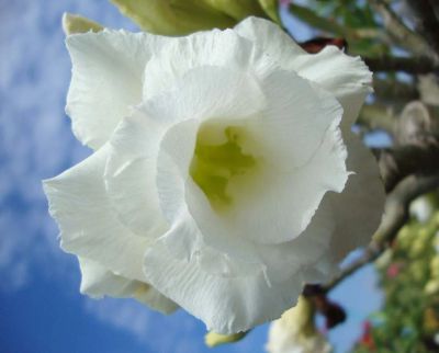 Лот: 4038434. Фото: 1. Tivanon Adenium. Горшечные растения и комнатные цветы