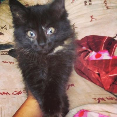 Лот: 4316858. Фото: 1. Отдам котенка в добрые руки. Кошки, котята