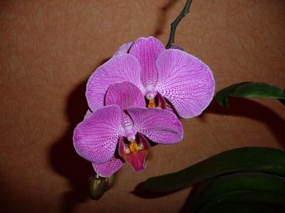 Лот: 10108565. Фото: 1. Орхидея фаленопсис. Горшечные растения и комнатные цветы
